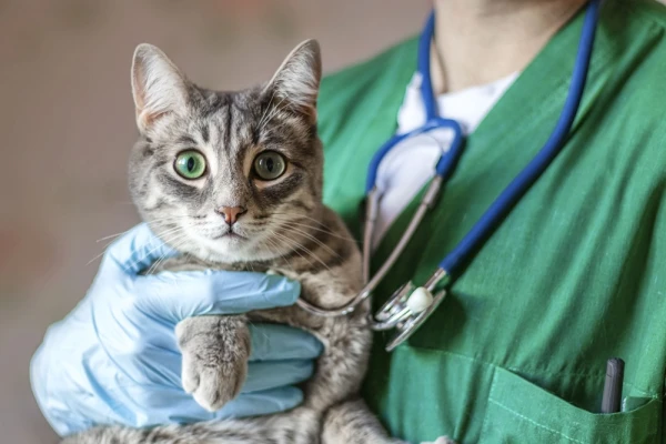It Will Become Harder for Veterinarians in the U.S. to Change Jobs