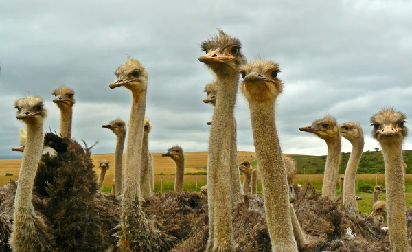 Can Canadian ostriches become a source of new vaccines against avian influenza?