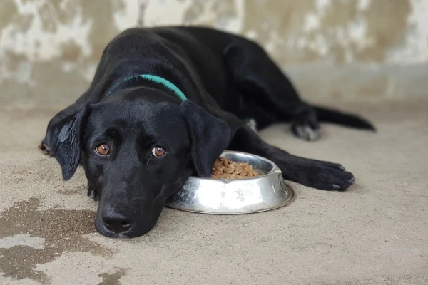 Five Main Reasons Why a Dog Refuses Food
