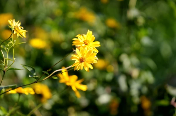 Friday Will Not Bring Changes in Weather