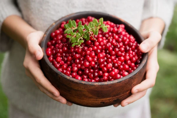 Lingonberry Season: How to Prepare the Berry for Winter
