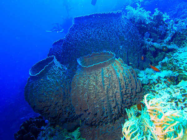 Sponges Were the First Living Organisms on Earth, Scientists in the U.S ...
