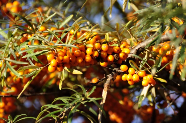 A New Beneficial Property of Sea Buckthorn Found