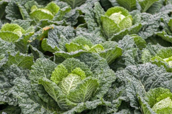 How to Obtain Savoy Cabbage Seeds by Yourself?