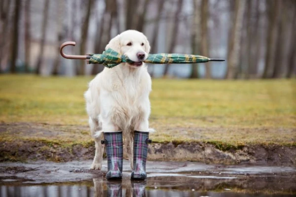 Can a dog catch a common cold?