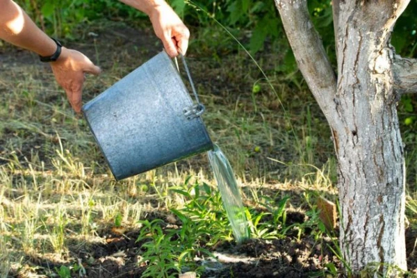 What to feed trees before winter?