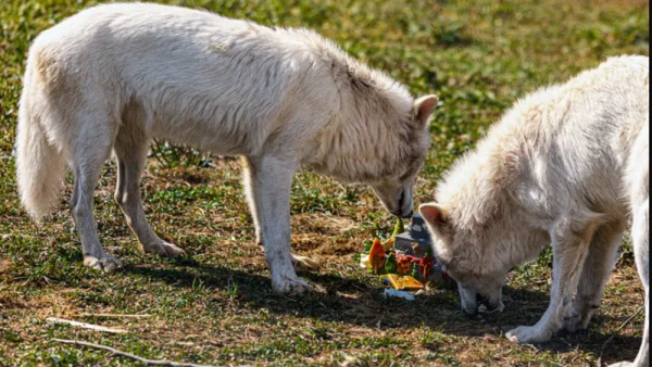 Revived after 12,000 Years, the Dire Wolves Romulus and Remus Celebrated Their First Birthday