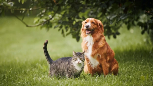 Why Dogs Follow Familiar Routes While Cats Move Freely, Biologists Have Discovered