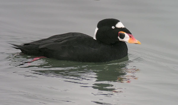 A Spectacled Eider, Found in Latvia, is Native to Alaska and Chukotka