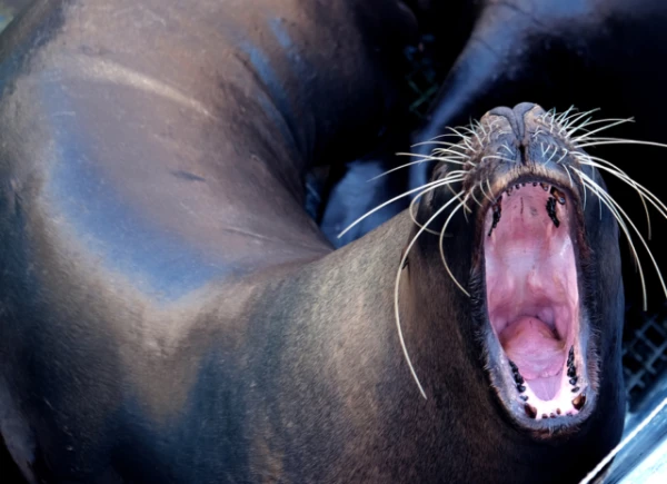 Masters of Hunting: How Seal Whiskers Help Them Outsmart Fish
