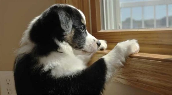 The veterinarian explained how to protect a dog from stress due to the owner«s absence