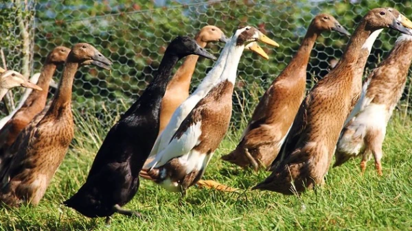 Will the Spaniards lose if they don«t take foxes as allies?