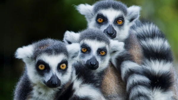 Lemurs Will Teach Astronauts to Hibernate