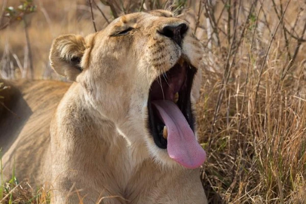 «Better to Get a Cat.» Tourist Complains About Lazy Lions