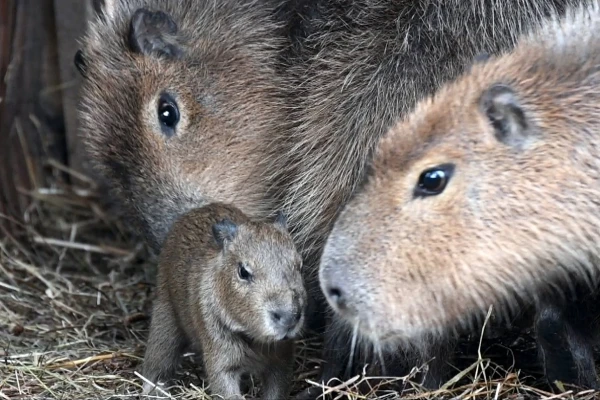 Born in the Riga Zoo, the baby is so small, yet already a capybara