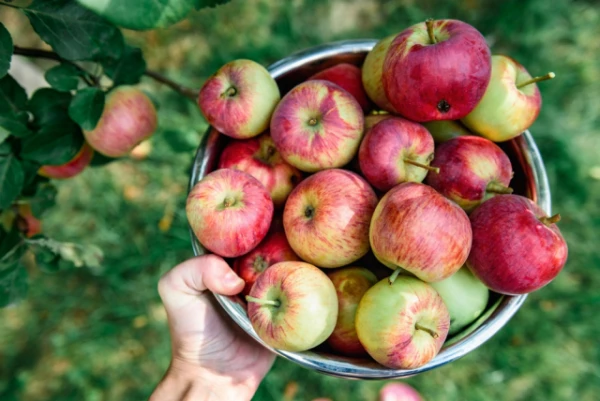 How many apples can you eat in a day without harming your health?