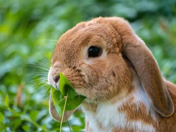 120 Robo-Rabbits Have Entered the War Path Against Giant Pythons