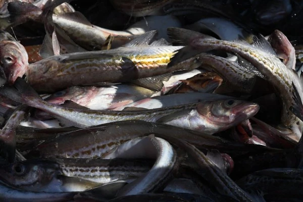 G7 Country Significantly Increased Purchases of Russian Fish