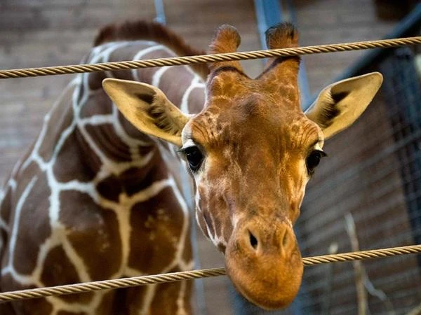 People with «animal» names and surnames will be able to visit the Riga Zoo for free
