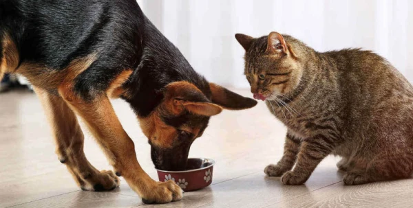 Cats and Dog Food: Is Such Nutrition Acceptable?