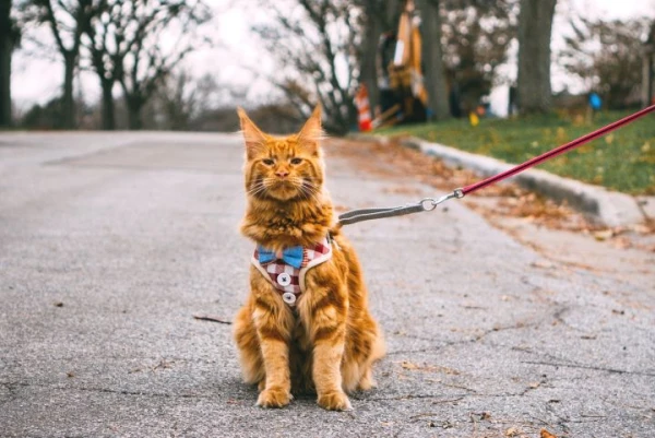 Why Cats Should Not Be Walked Even with a Comfortable Harness