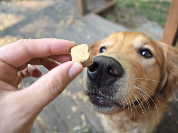 The Best Treats for Puppies During Training