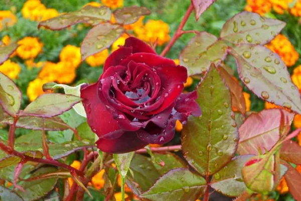 Save the Roses from Frost: How to Cover the Bushes Without Harming Them