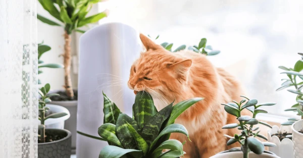 Scientists Explain Why Cats Eat Grass and Houseplants