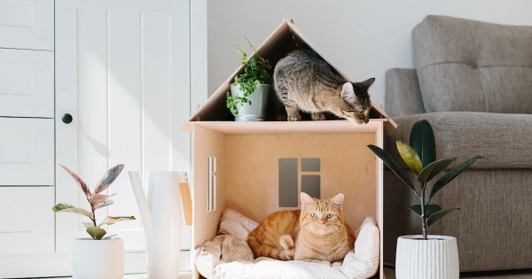 Cat House: How to Choose the Right One