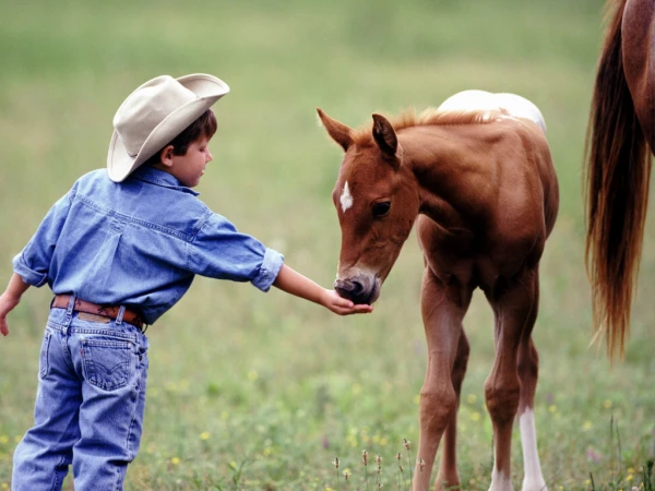 Why People Are Afraid of Horses and How to Overcome Fear