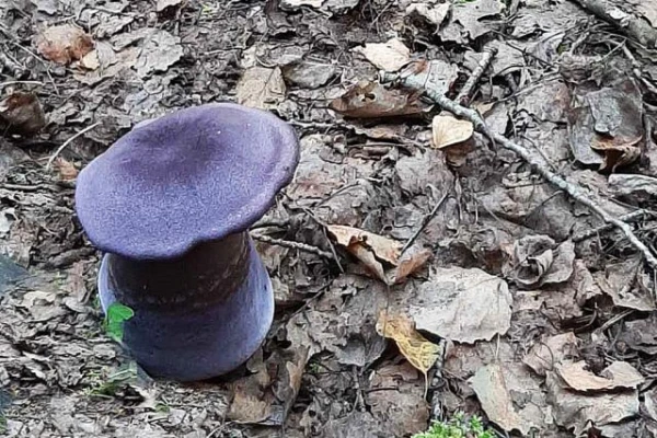 Purple Mushrooms: What Kind of Fruit Is This?