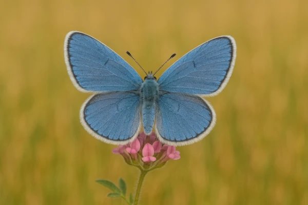 Xerces Blue: the first butterfly to go extinct due to human activity