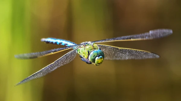 Where and Why Do Dragonflies Migrate?