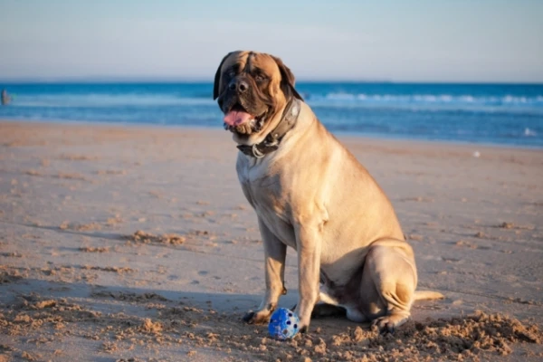 These three dog breeds calmly wait for their owner while he is at work — suitable for busy people