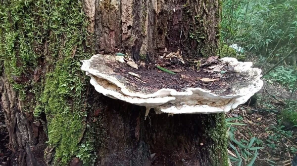 A New Giant Mushroom Capable of Supporting the Weight of a Human Discovered