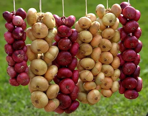 Purple, White or Yellow? Choosing Onions for Immunity and Blood Vessels