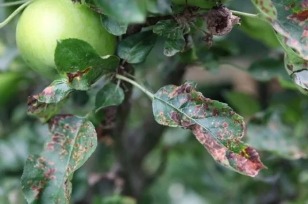 Two Important Stages. What Needs to Be Done in Autumn to Combat Apple Scab
