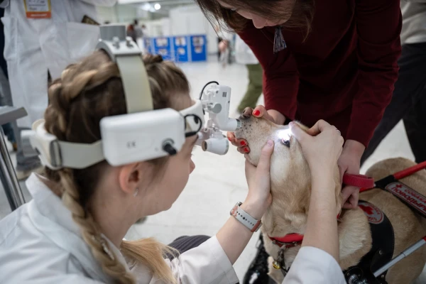 Why Do Dogs Get Tear Stains and How to Deal with Them?