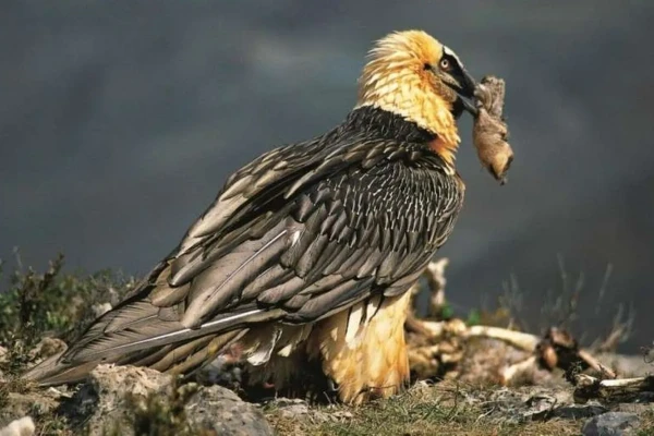 Bearded Vultures Have Collected Forgotten Human Objects in Their Nests for Centuries: A Study
