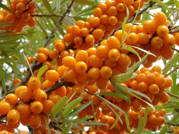 Berry with a Side Effect: When Sea Buckthorn Can Be Dangerous