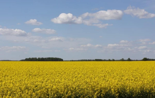 Rapeseed Drowned «for the Wrong Reasons»: Farmers Have to Argue with Insurers