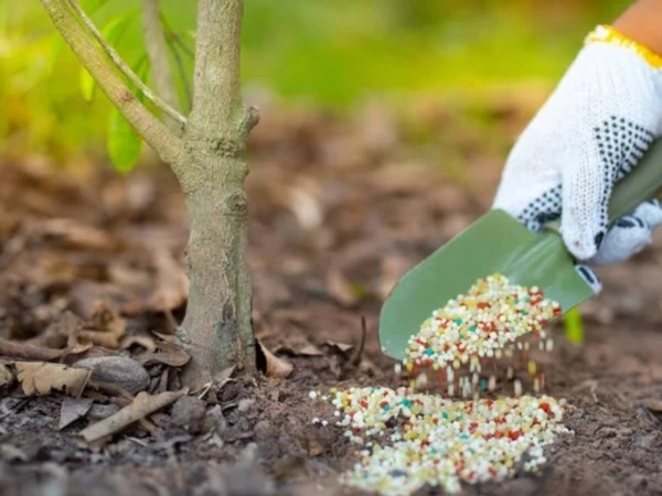 To Help Plants Grow Better: How to Properly Apply Fertilizers to the Soil Before Wintering