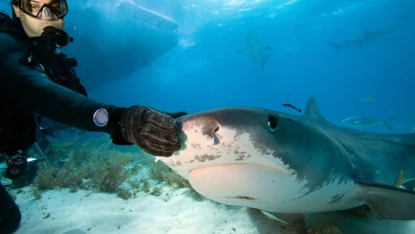 Health Standards Introduced for Sharks — Here’s Why They Are Needed
