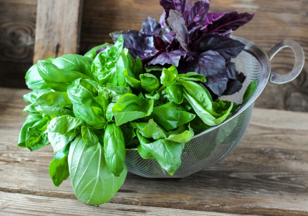 5 Compelling Reasons to Eat More Basil