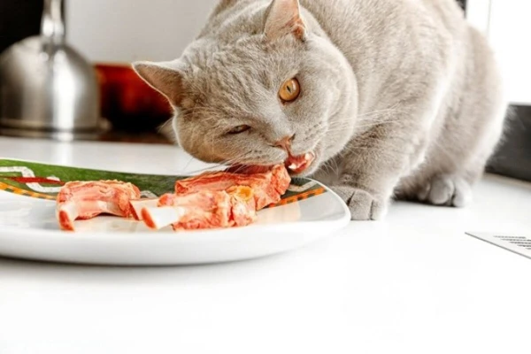 How to Train Your Cat to Avoid Tables