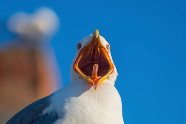 Scientists Discover a Universal Alarm Call in Birds Worldwide