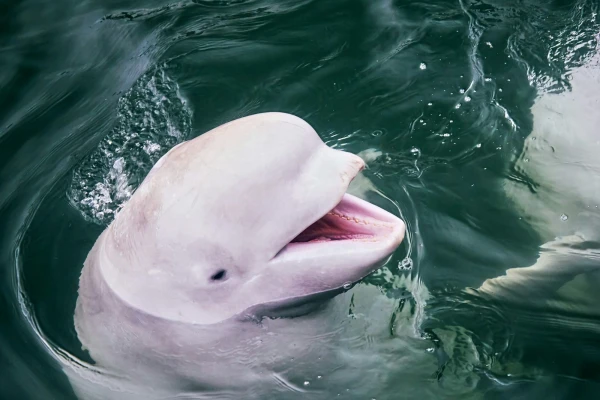 Marine park in Canada threatens to euthanize 30 belugas due to financial difficulties