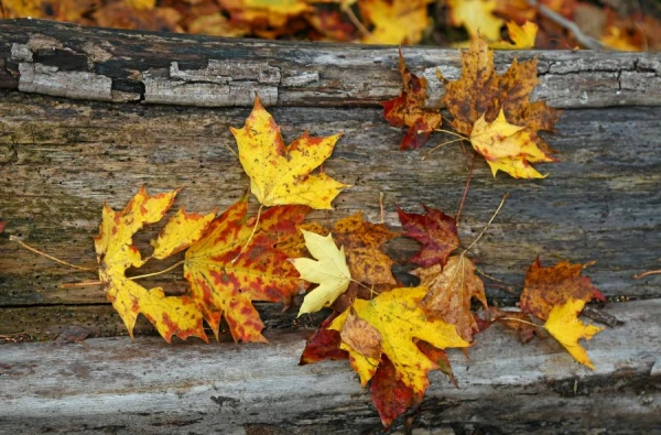 Folk Omens for October 9 — John the Theologian