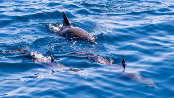 Hybrids of dolphins are being found in the oceans — a sign that the ecosystem is not in order