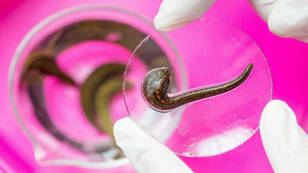 Leeches Did Not Always Suck Blood: Scientists Discover What Made Them Change Their Feeding Type